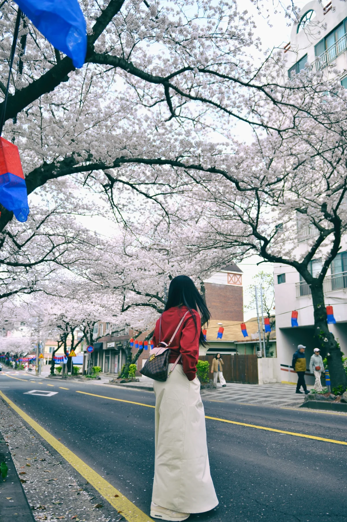 제주 전농로 벛꽃길